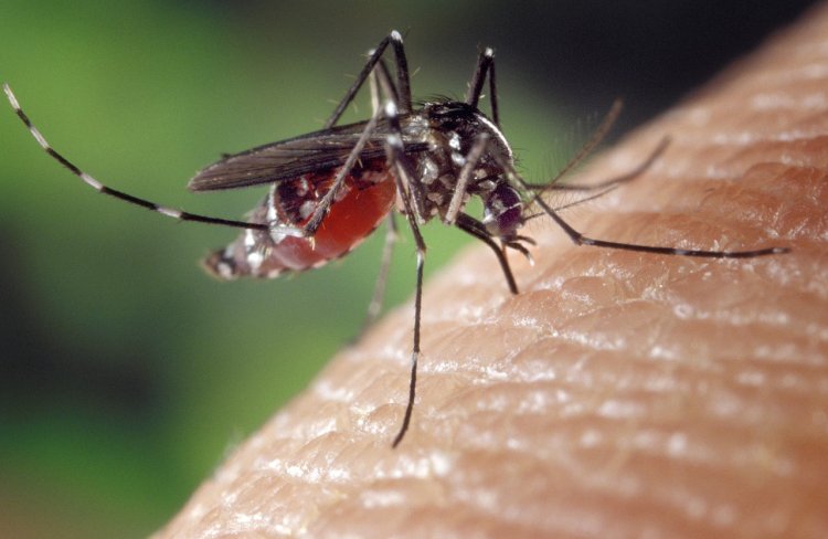 Nevinné uštipnutie komára môže spôsobiť nepríjemné ochorenie. FOTO: Pixabay