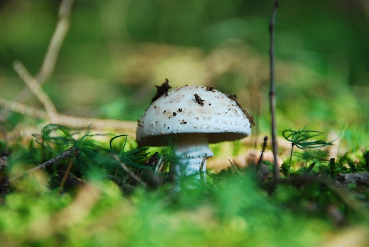 Muchotrávka, šampiňón alebo bedľa? Ste si istí? Omyl môže mať fatálne následky. FOTO: Pixabay