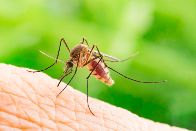 Komáre si dokážu krv upraviť, aby sa im lepšie cicala. FOTO: Adobe Stock