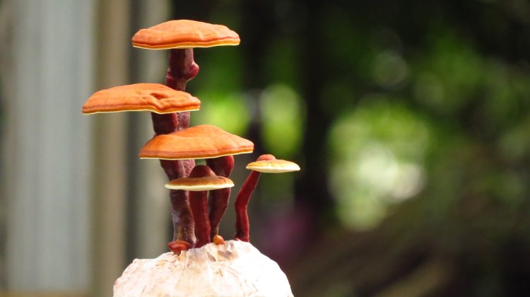 Známa reishi, po našom leskokôrovka obyčajná, okrem iného upravuje tlak. FOTO: Pixabay