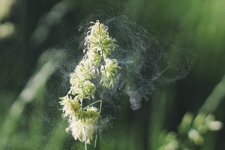 Prichádza čas alergií na trávy a obilie. FOTO: Pixabay