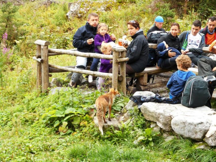 Nakazené sú aj líšky vo Vysokých Tatrách. Ľudia ich bežne kŕmia. FOTO: Archív M. M.