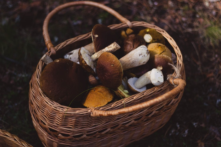 Ak nezbierate hríby v znečistených územiach, strach mať nemusíte. FOTO: Pexels