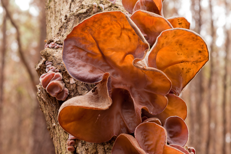 Uchovku bazovú si po nazbieraní môžete usušiť. FOTO: Adobe Stock