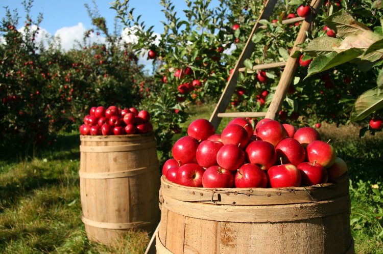 Zber úrody je potešenie, no i fyzická námaha. FOTO: Pixabay 